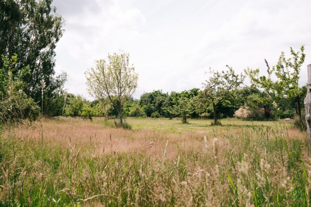 Weitläufiges Naturgrundstück mit Obstbäumen und Wiese