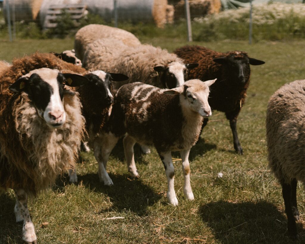 Braunweiße Schafe auf einer Weide