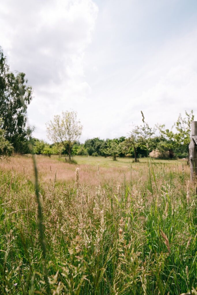 Weitläufiges, grünes Grundstück mit Obstbäumen und Wildkräutern