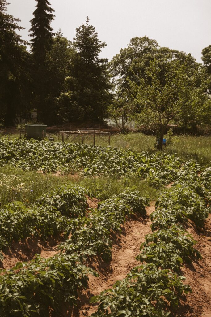 Grünblühendes Gemüsebeet